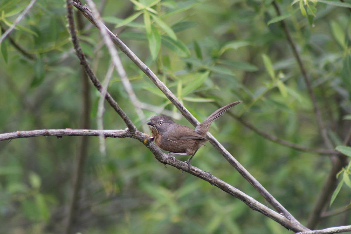 Wrentit - ML247533241