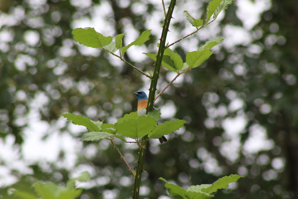 Lazuli Bunting - ML247533341