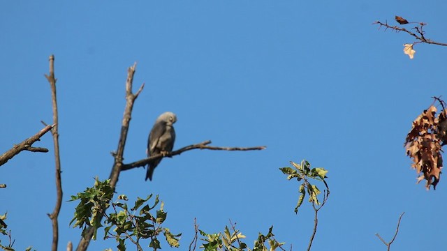 Mississippi Kite - ML247533741