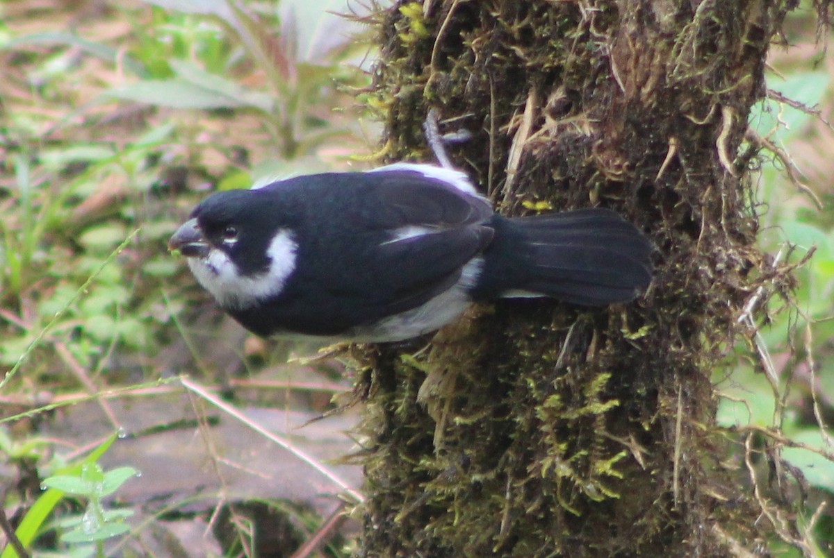 Variable Seedeater - David Weaver