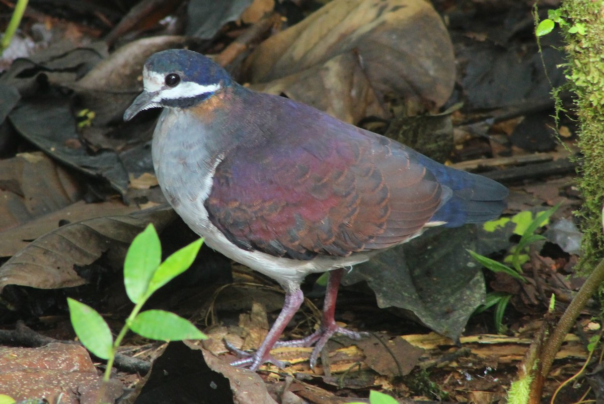 Colombe violacée - ML247534201