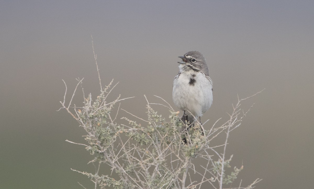 Bell's Sparrow (canescens) - ML24753451