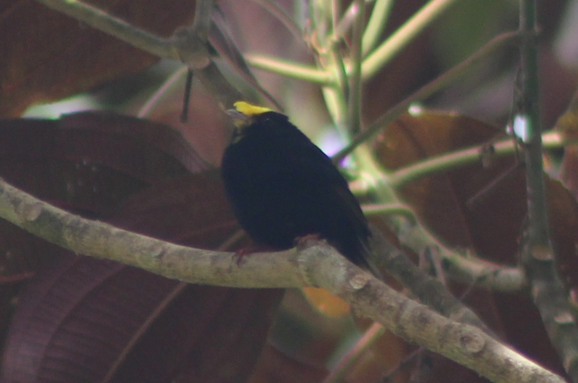 Golden-winged Manakin - ML247534571