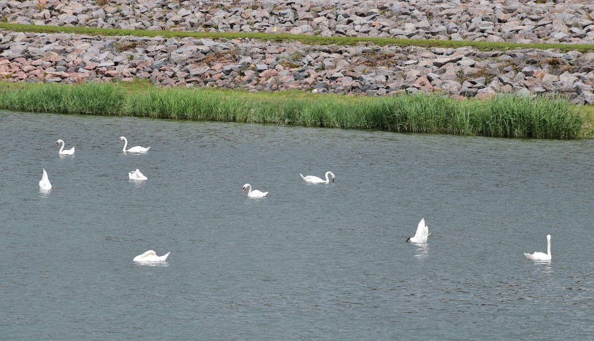 Cygne tuberculé - ML247535251