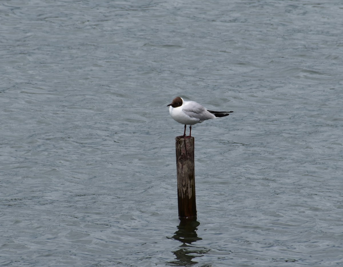 Black-headed Gull - ML247536721