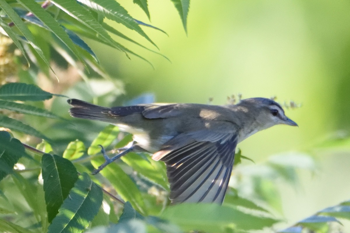 Red-eyed Vireo - FELIX-MARIE AFFA'A