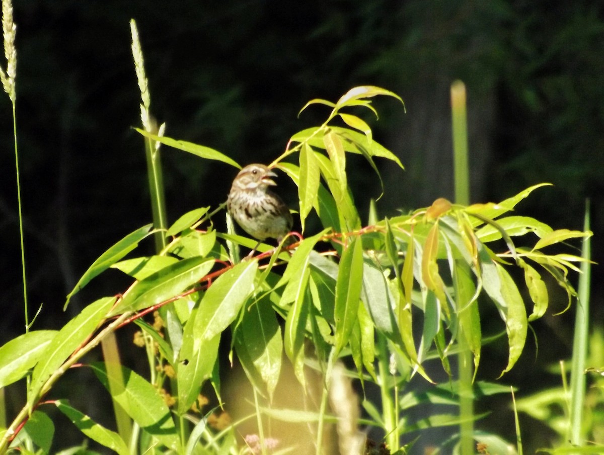 Song Sparrow - ML247537421