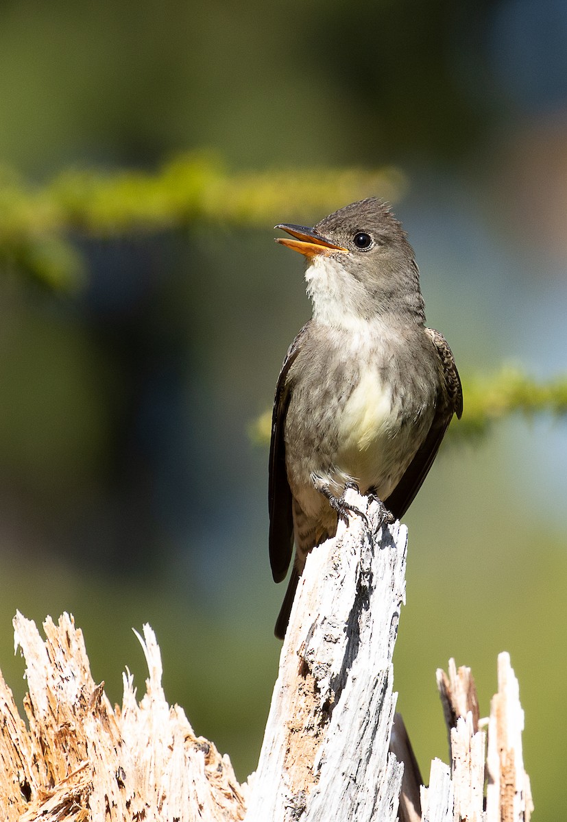 Olive-sided Flycatcher - ML247538491