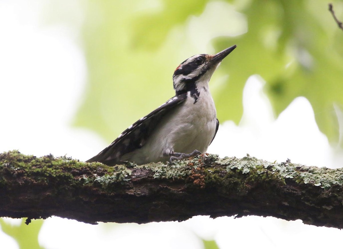 Hairy Woodpecker - ML247539441