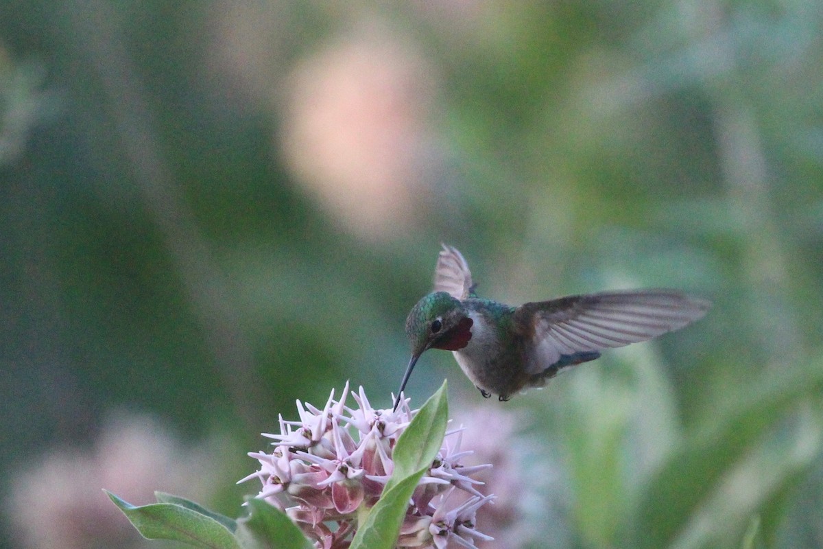 Broad-tailed Hummingbird - ML247540111