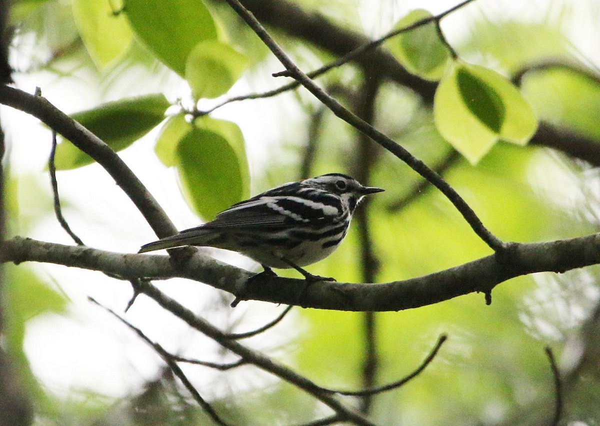 Black-and-white Warbler - ML247540351