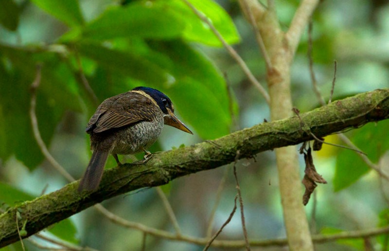 Scaly-breasted Kingfisher - Peter Ericsson