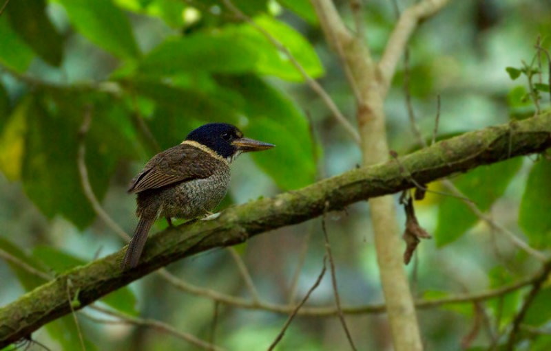 Scaly-breasted Kingfisher - ML247540941