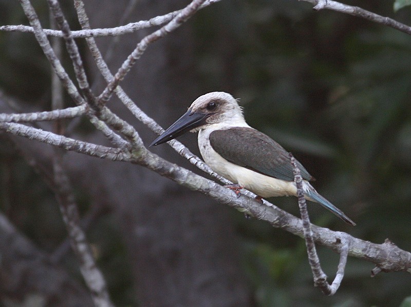 Martin-chasseur à bec noir - ML247541281