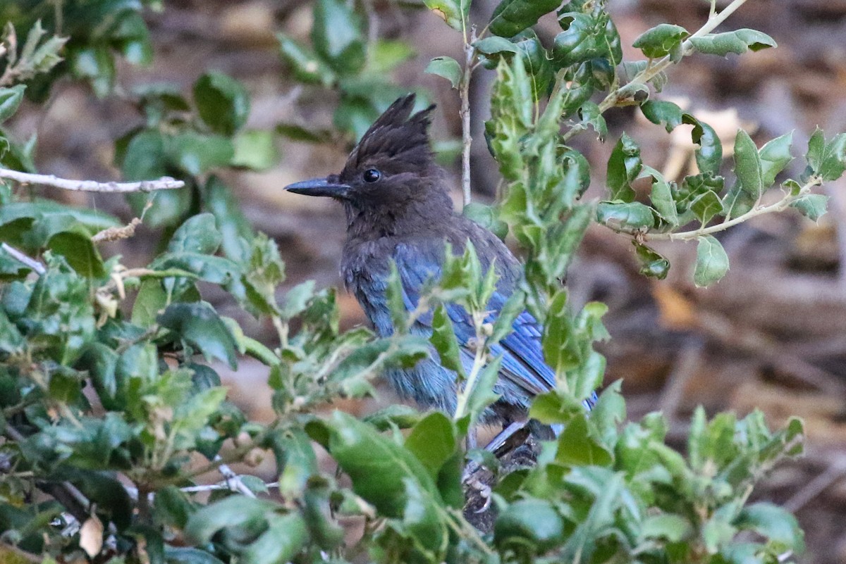 Steller's Jay - ML247543301
