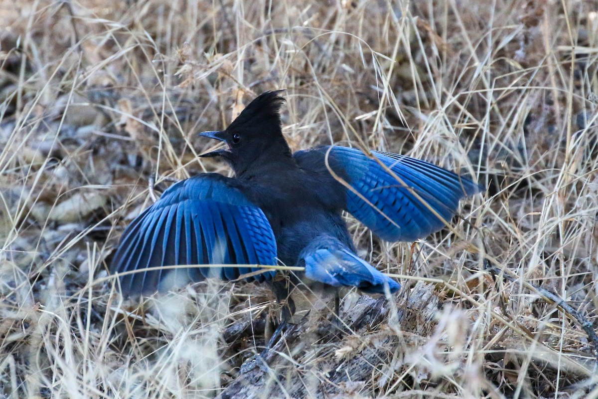 Steller's Jay - ML247543401