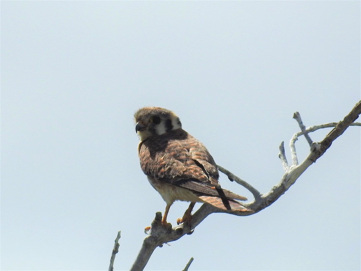 American Kestrel - ML247543421