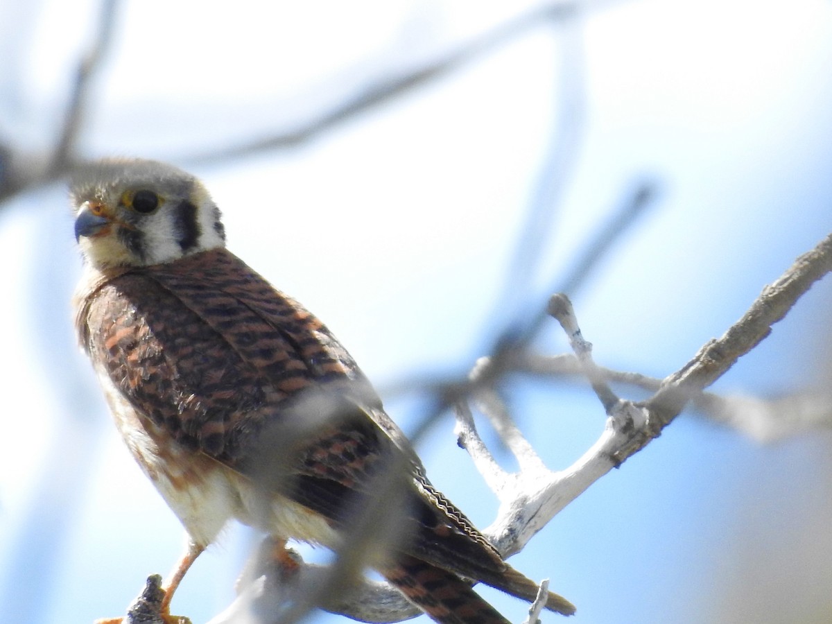 American Kestrel - ML247543431