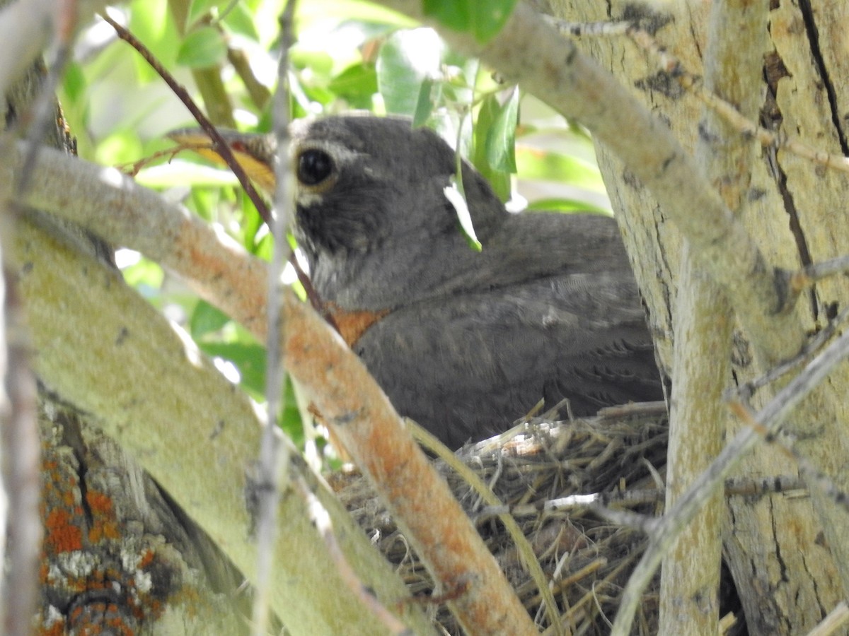 American Robin - ML247543531