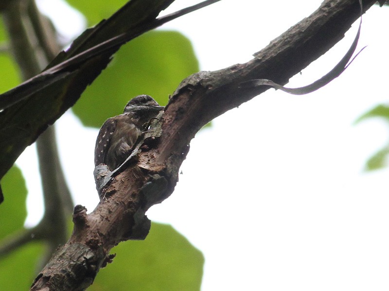 Sulawesi Pygmy Woodpecker - Peter Ericsson