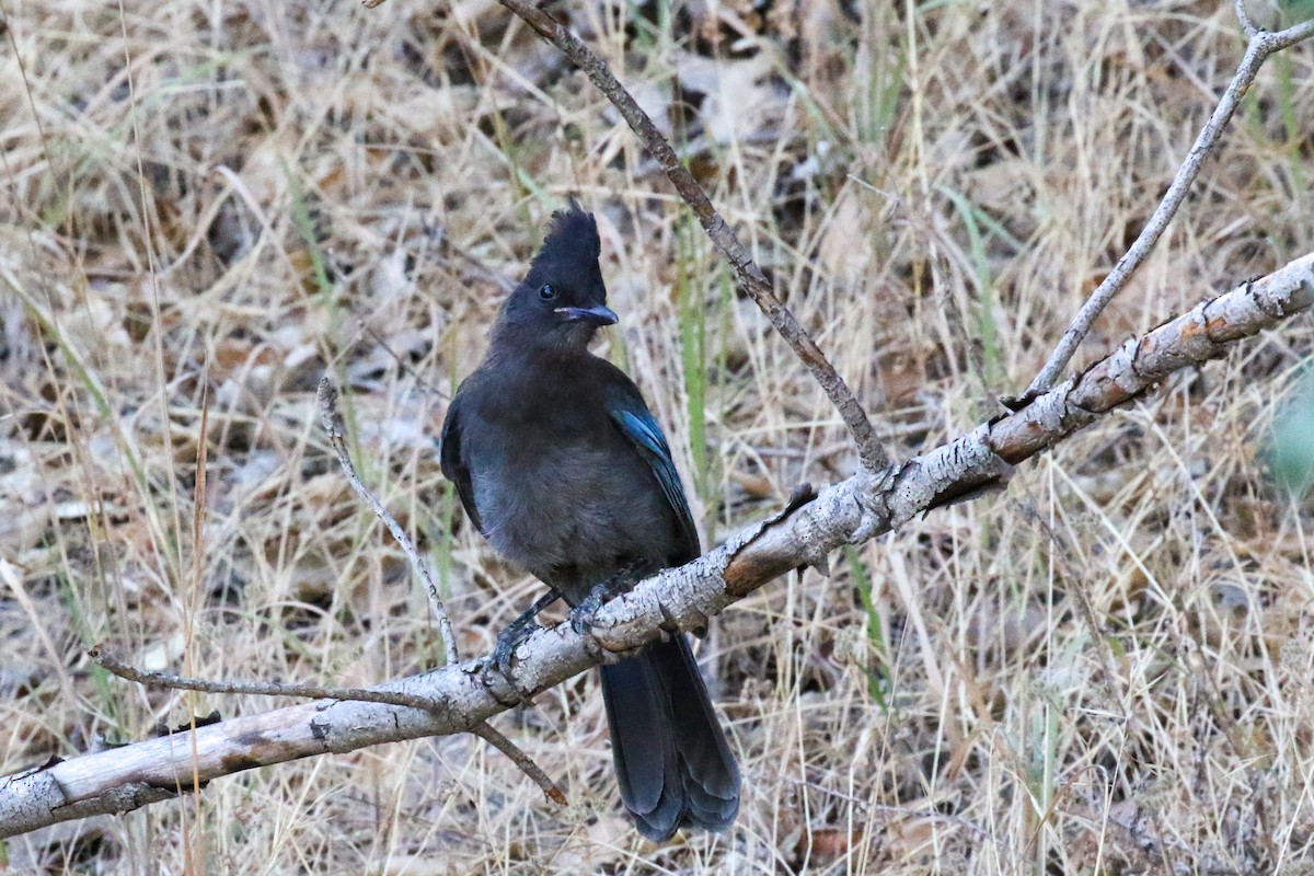 Steller's Jay - ML247543611