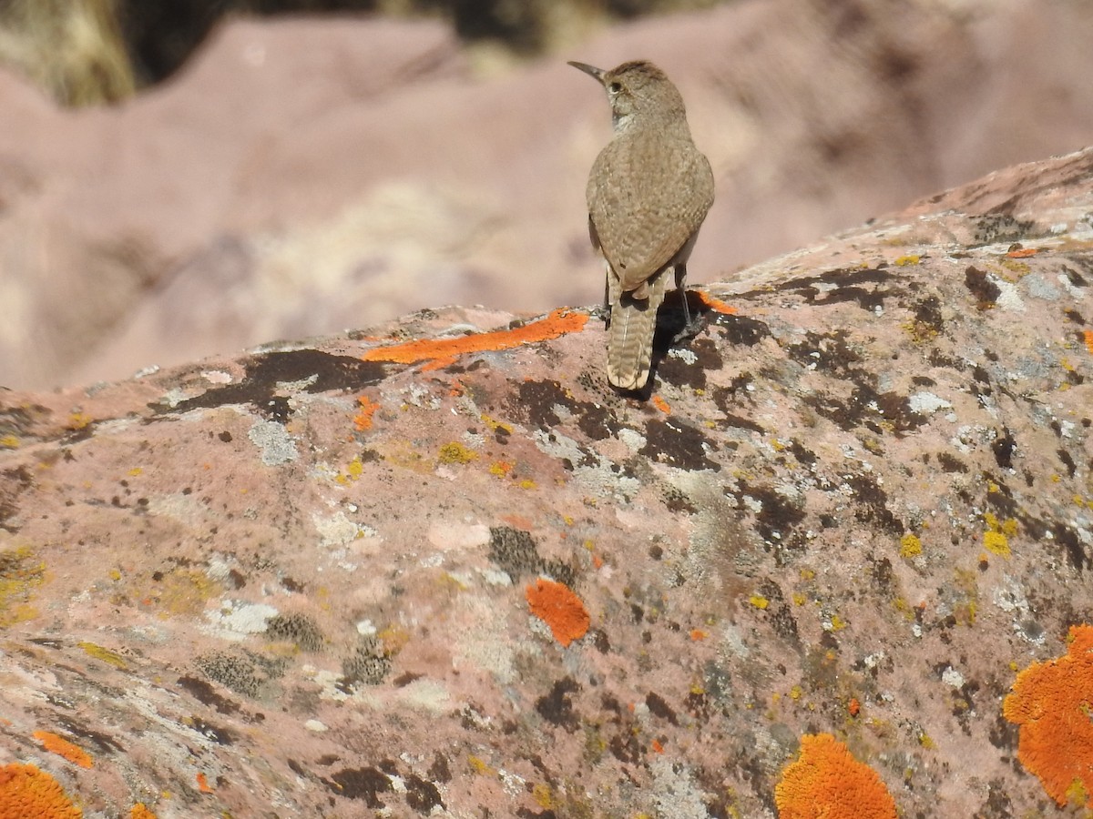 Rock Wren - ML247543901