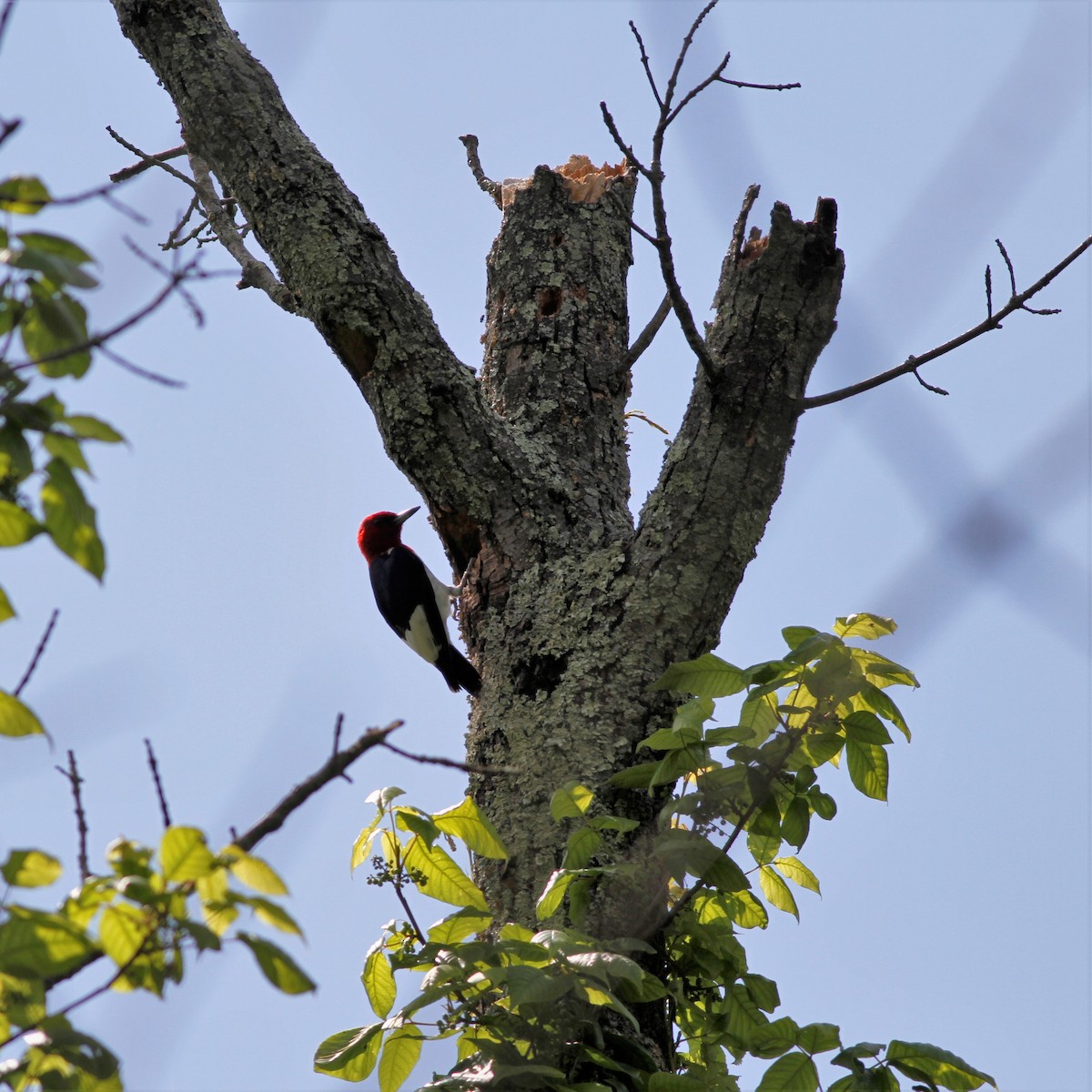 Pic à tête rouge - ML247543981