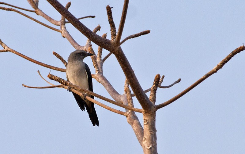 White-rumped Cuckooshrike - ML247544891