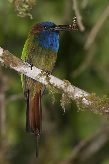 Purple-bearded Bee-eater - Peter Ericsson