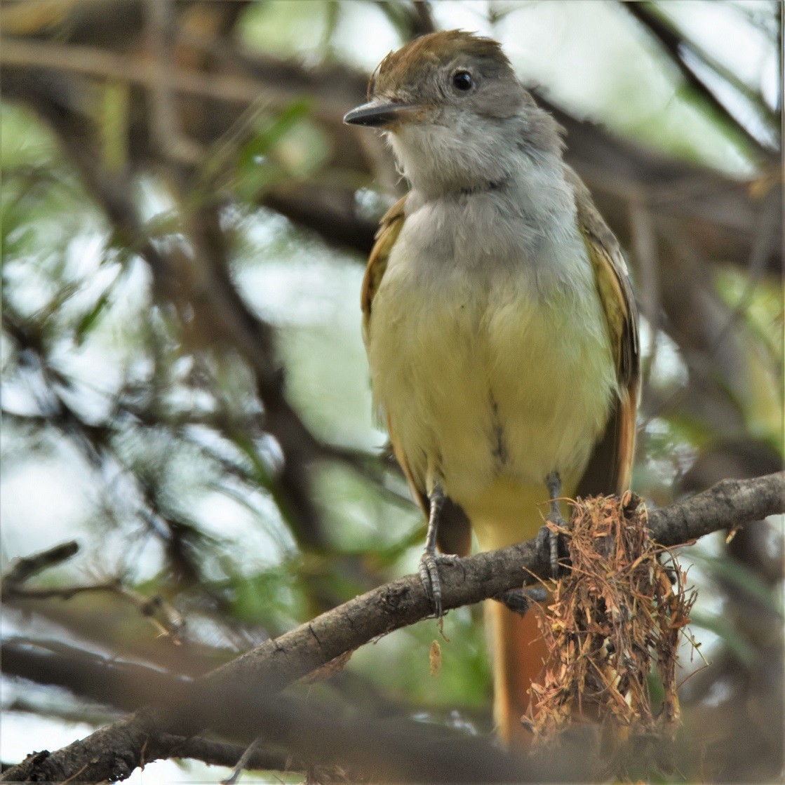 Great Crested Flycatcher - ML247545641