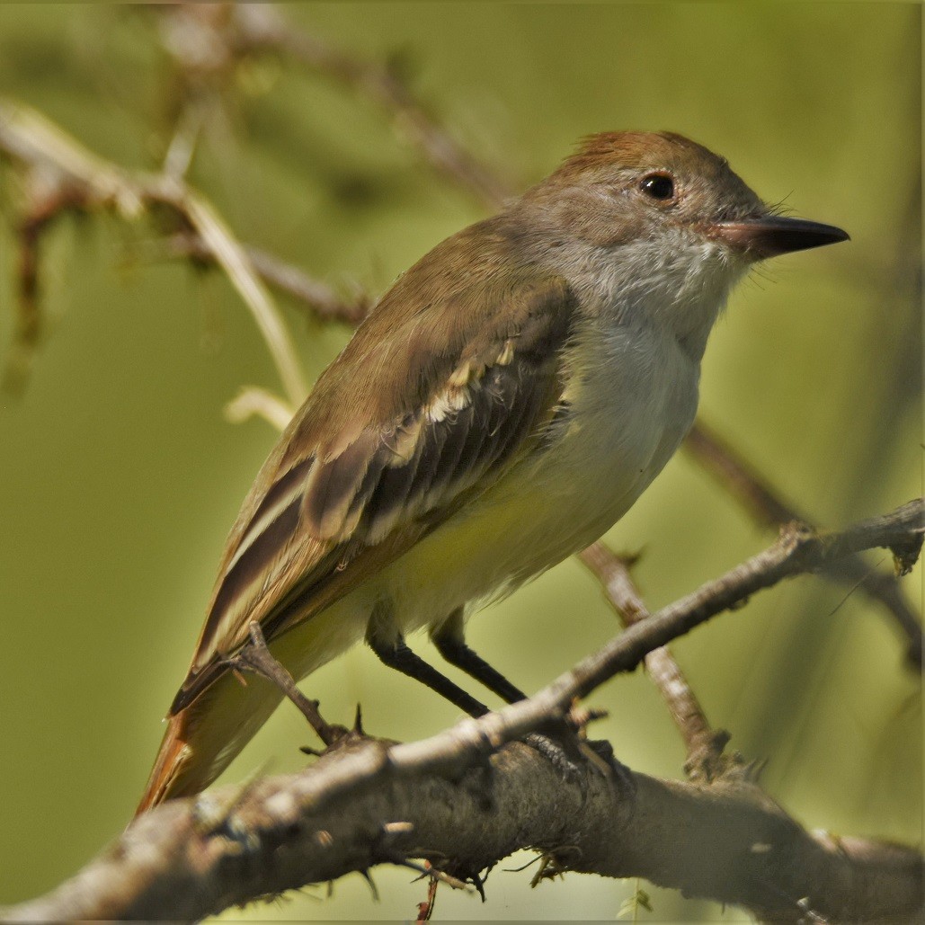 Great Crested Flycatcher - ML247545671