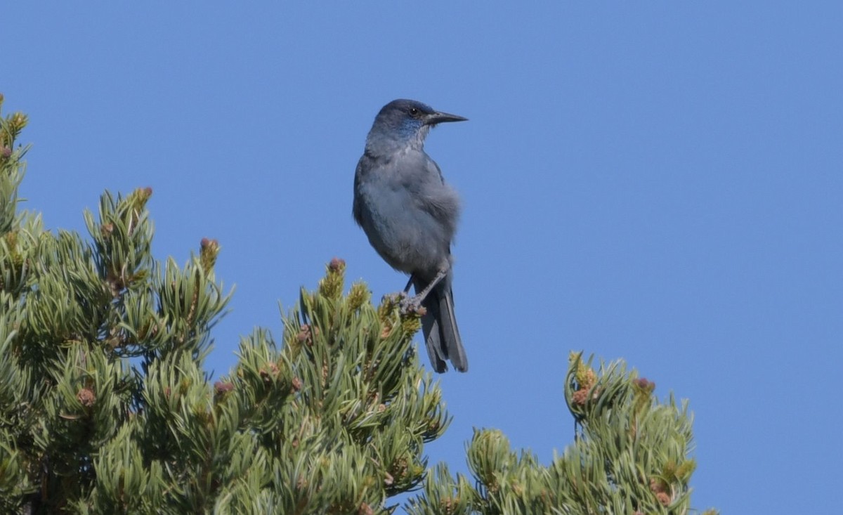 Pinyon Jay - Ernest Crvich