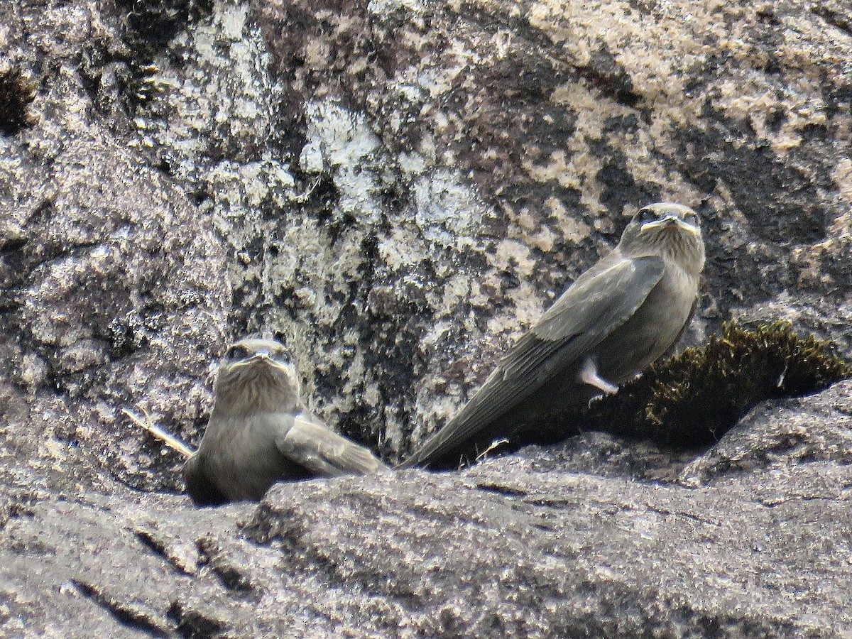 Dusky Crag-Martin - ML247546461