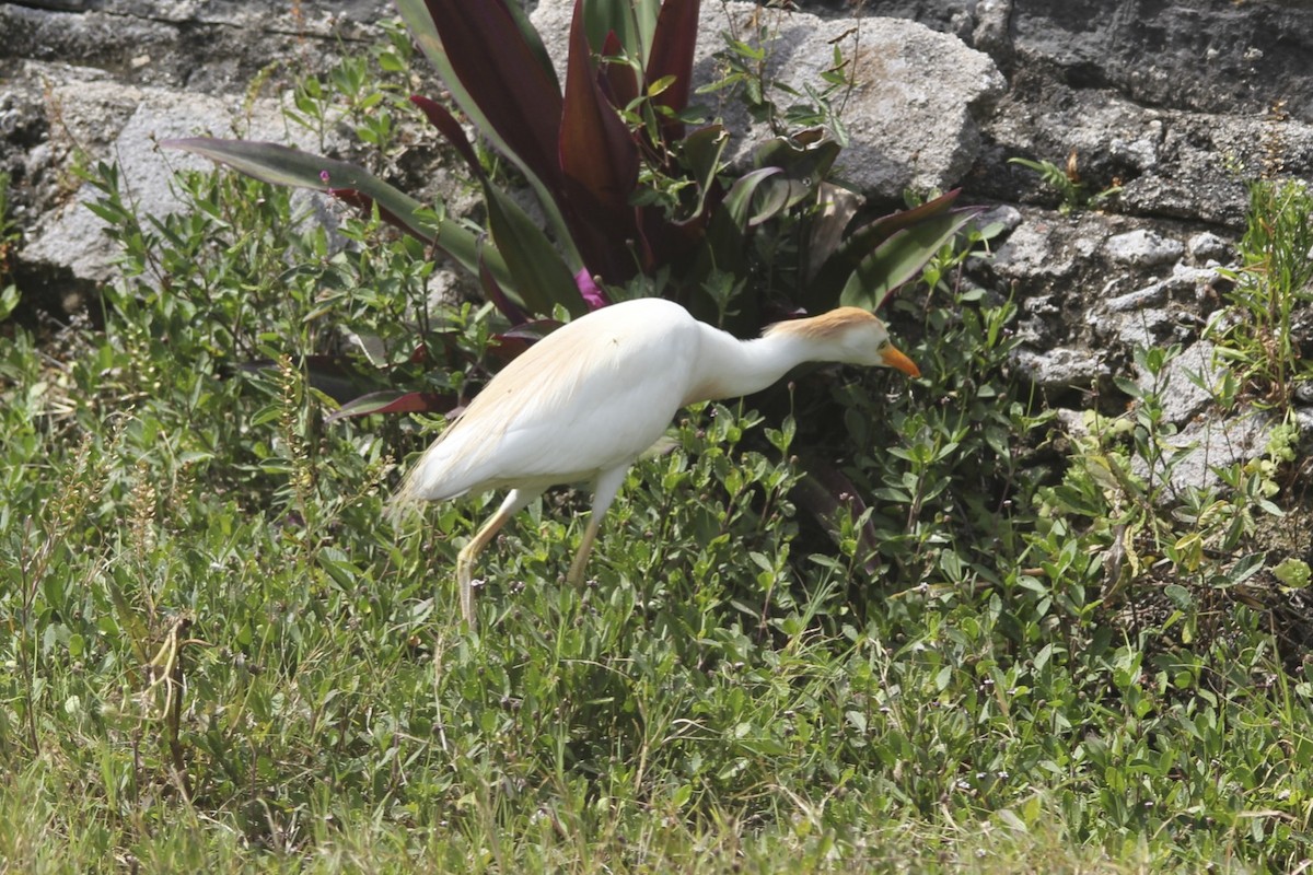 Western Cattle Egret - ML24754671