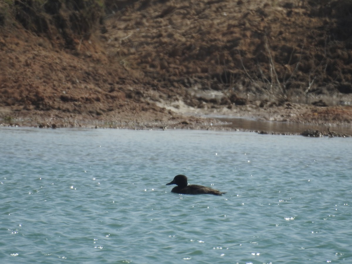 Ferruginous Duck - ML247546911