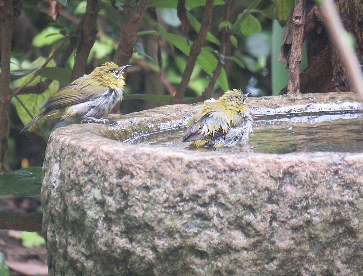 Indian White-eye - Howard Laidlaw