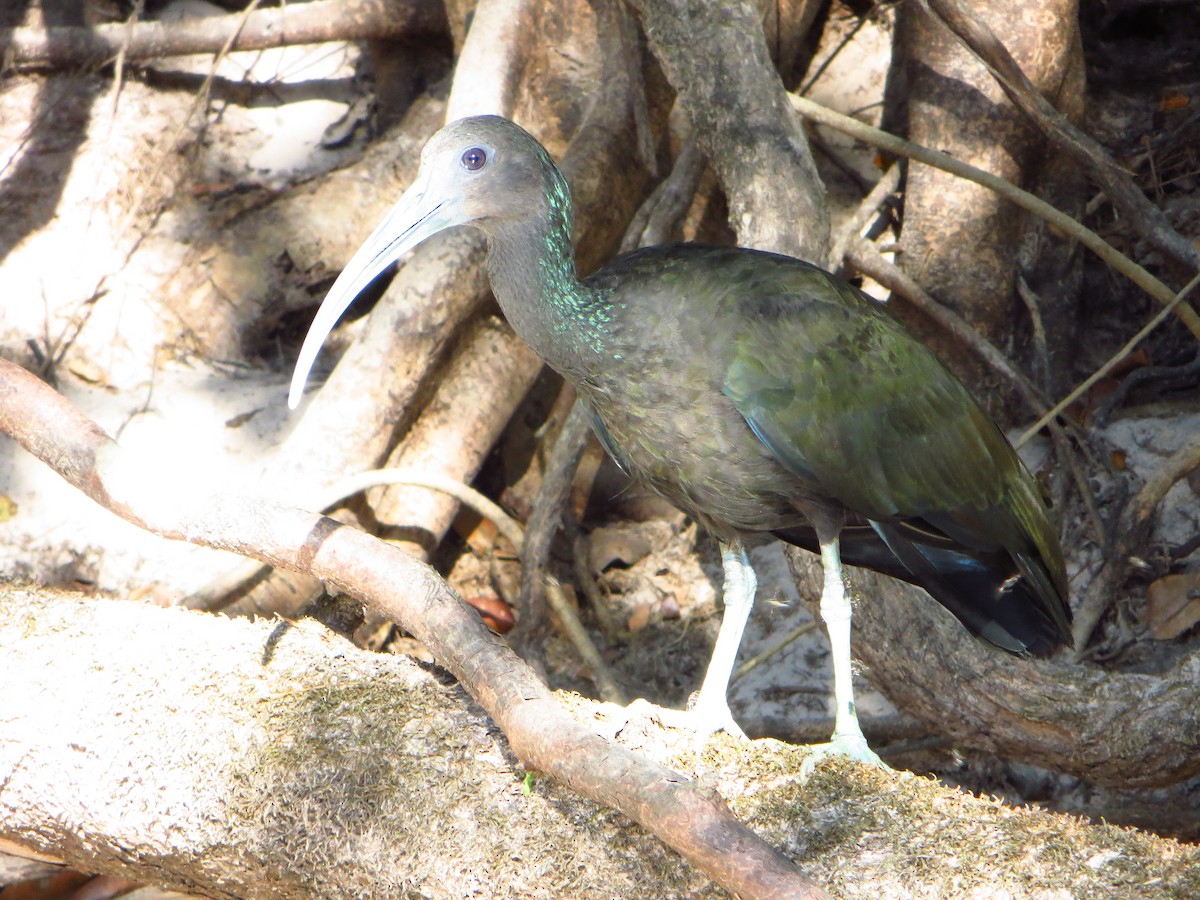 Green Ibis - Stephan Lorenz