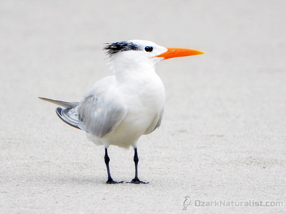 Royal Tern - Daniel Swofford