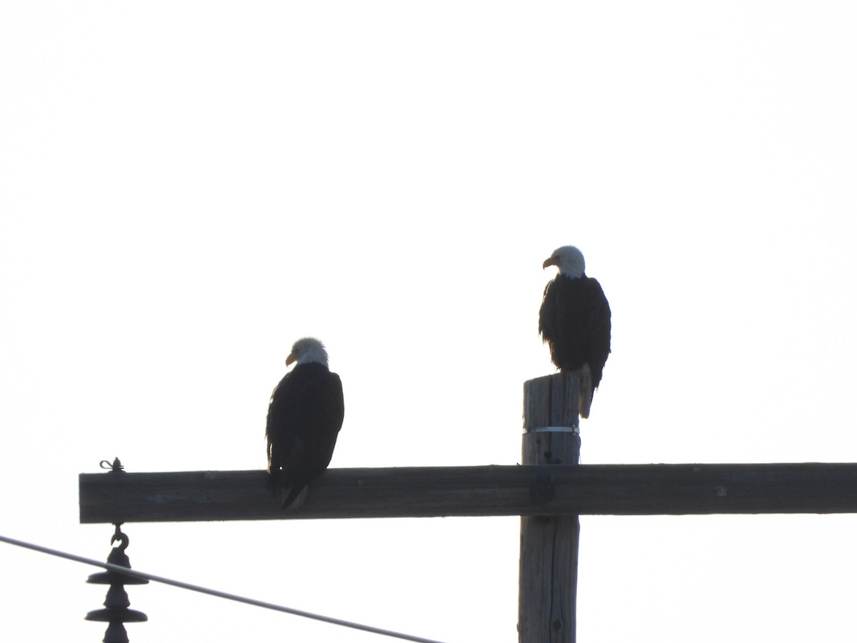 Bald Eagle - Stephanie Stragier