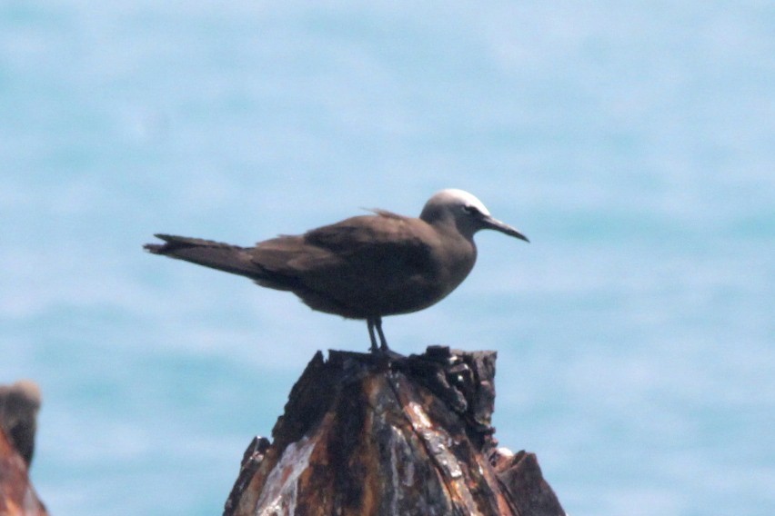 Brown Noddy - ML24754921