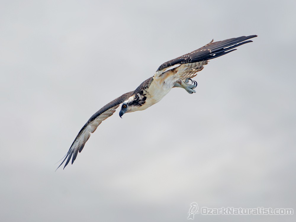 Águila Pescadora - ML247549301