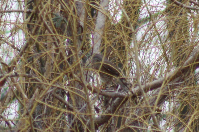 Sharp-shinned Hawk - ML24754961