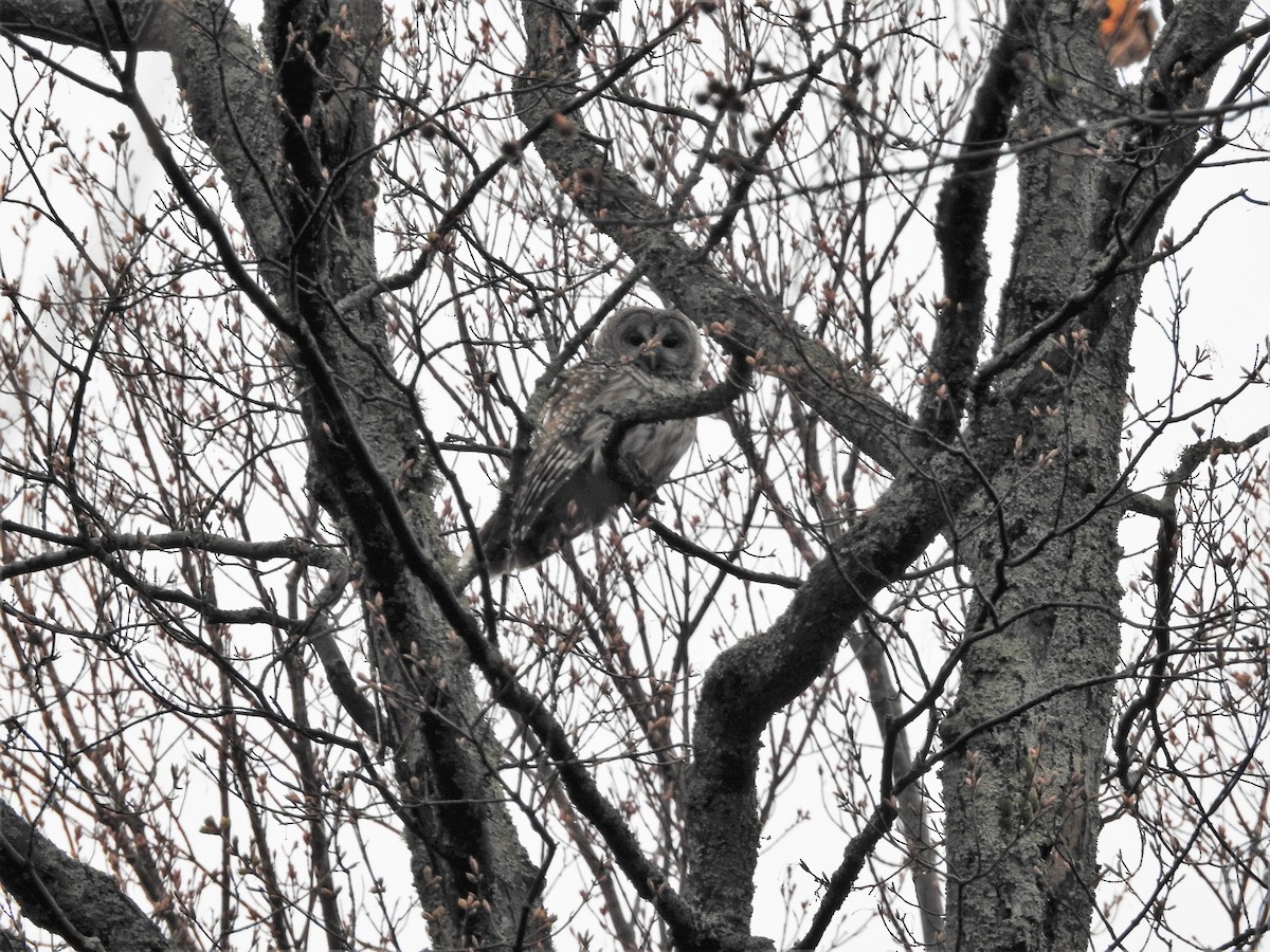 puštík proužkovaný - ML247549731