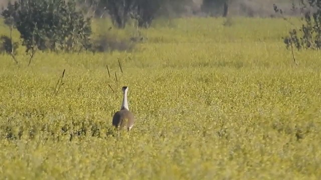 Great Indian Bustard - ML247549891