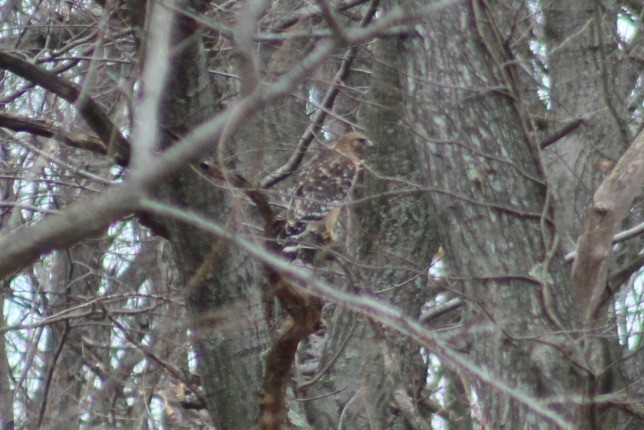 Red-shouldered Hawk - ML24754991