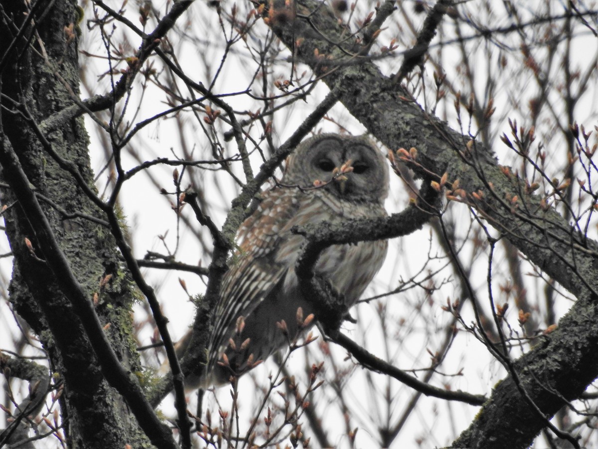 puštík proužkovaný - ML247550481