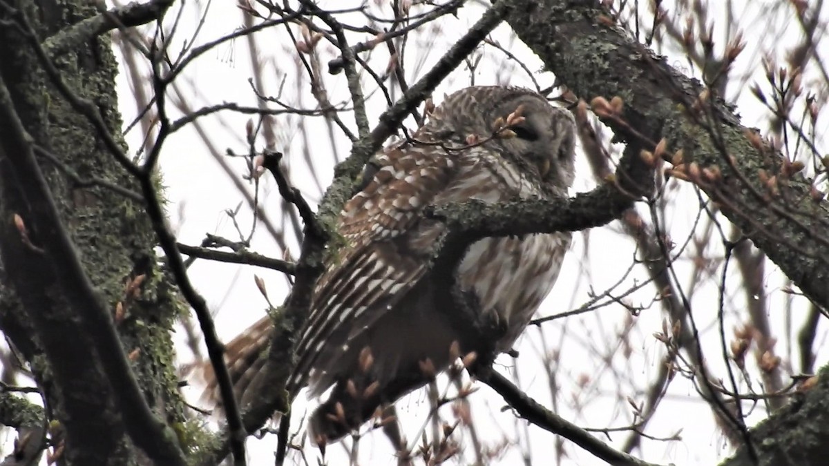 puštík proužkovaný - ML247550721