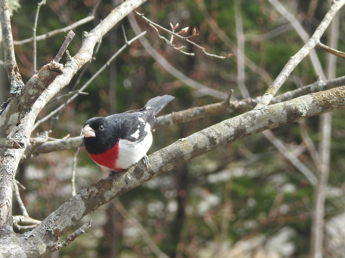 dlaskovec růžovoprsý - ML247551051