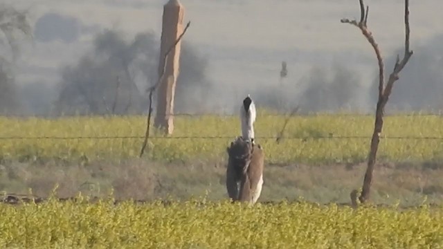 Great Indian Bustard - ML247551161