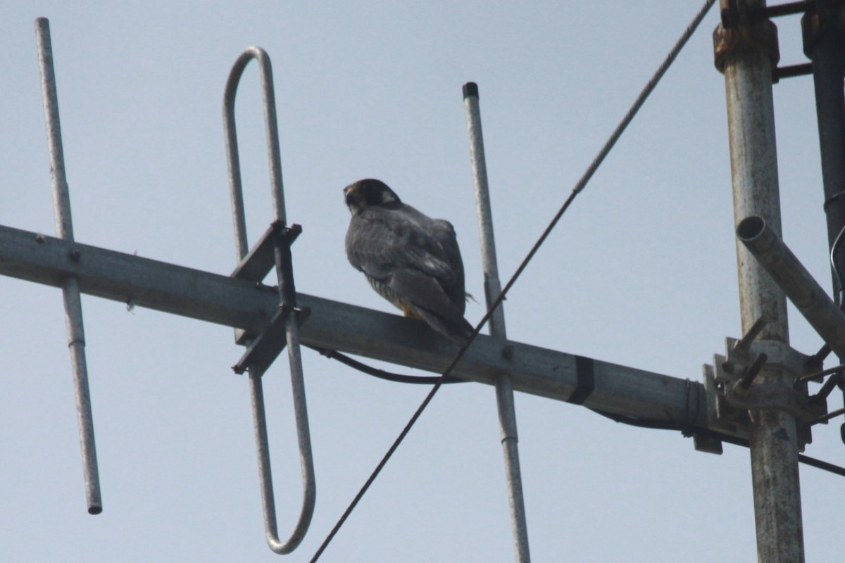 Peregrine Falcon - ML24755121